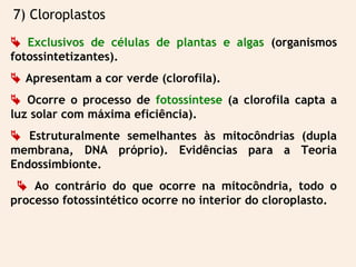 7) Cloroplastos
 Exclusivos de células de plantas e algas (organismos
fotossintetizantes).
 Apresentam a cor verde (clorofila).
 Ocorre o processo de fotossíntese (a clorofila capta a
luz solar com máxima eficiência).
 Estruturalmente semelhantes às mitocôndrias (dupla
membrana, DNA próprio). Evidências para a Teoria
Endossimbionte.
 Ao contrário do que ocorre na mitocôndria, todo o
processo fotossintético ocorre no interior do cloroplasto.
 