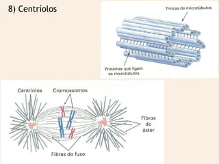 8) Centríolos
 