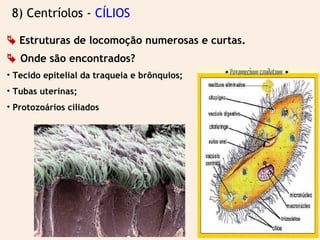 8) Centríolos - CÍLIOS
 Estruturas de locomoção numerosas e curtas.
 Onde são encontrados?
• Tecido epitelial da traqueia e brônquios;
• Tubas uterinas;
• Protozoários ciliados
 