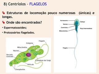 8) Centríolos - FLAGELOS
 Estruturas de locomoção pouco numerosas (únicas) e
longas.
 Onde são encontrados?
• Espermatozoides;
• Protozoários flagelados.
 