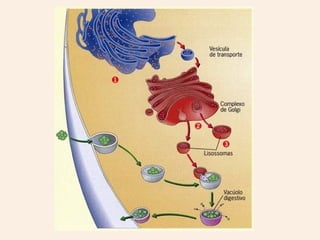 Orgânulos do citoplasma