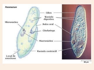 Orgânulos do citoplasma