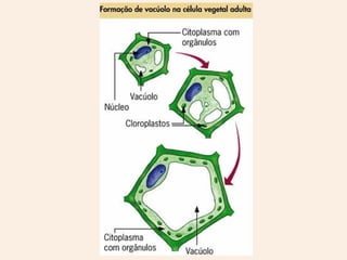 Orgânulos do citoplasma