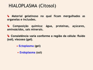 HIALOPLASMA (Citosol)
 Material gelatinoso no qual ficam mergulhados as
organelas e inclusões.
 Composição química: água, proteínas, açúcares,
aminoácidos, sais minerais.
 Consistência varia conforme a região da célula: fluido
(sol), viscoso (gel).
• Ectoplasma (gel)
• Endoplasma (sol)
 