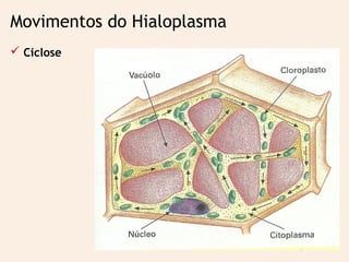 Movimentos do Hialoplasma
 Ciclose
 