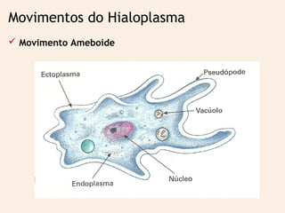 Movimentos do Hialoplasma
 Movimento Ameboide
 