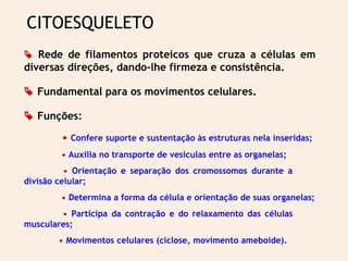 CITOESQUELETO
 Rede de filamentos proteicos que cruza a células em
diversas direções, dando-lhe firmeza e consistência.
 Fundamental para os movimentos celulares.
 Funções:
• Confere suporte e sustentação às estruturas nela inseridas;
• Auxilia no transporte de vesículas entre as organelas;
• Orientação e separação dos cromossomos durante a
divisão celular;
• Determina a forma da célula e orientação de suas organelas;
• Participa da contração e do relaxamento das células
musculares;
• Movimentos celulares (ciclose, movimento ameboide).
 