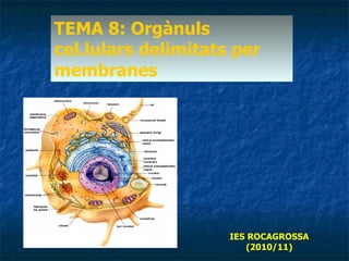 TEMA 8: Orgànuls cel.lulars delimitats per membranes IES ROCAGROSSA (2010/11) 