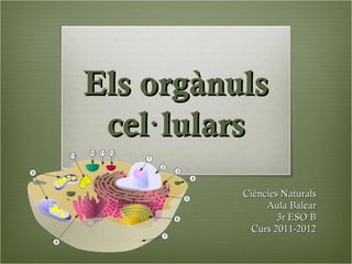 Els orgànuls
 cel· lulars
          Ciències Naturals
               Aula Balear
                  3r ESO B
           Curs 2011-2012
 