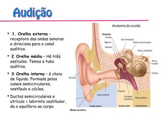  1. Orelha externa –
receptora das ondas sonoras
e direciona para o canal
auditivo.
 2. Orelha média – Há três
ossículos. Temos a tuba
auditiva.
 3. Orelha interna – é cheia
de líquido. Formada pelos
canais semicirculares,
vestíbulo e cóclea.
 Ductos semicirculares e
utrículo = labirinto vestibular,
da o equilíbrio ao corpo.
Meato acústico
 