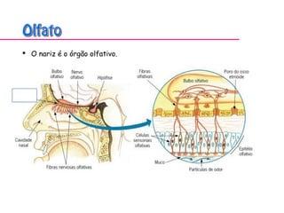  O nariz é o órgão olfativo.
 
