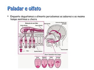  Enquanto degustamos o alimento percebemos os sabores e ao mesmo
tempo sentimos o cheiro
 