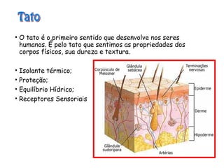 • O tato é o primeiro sentido que desenvolve nos seres
humanos. É pelo tato que sentimos as propriedades dos
corpos físicos, sua dureza e textura.
• Isolante térmico;
• Proteção;
• Equilíbrio Hídrico;
• Receptores Sensoriais
 