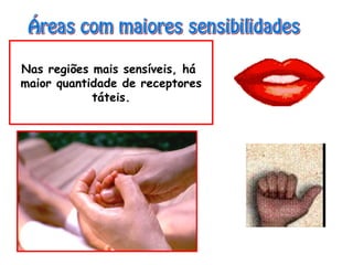Nas regiões mais sensíveis, há
maior quantidade de receptores
táteis.
 