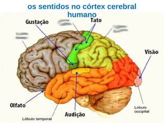 os sentidos no córtex cerebral
humano
 