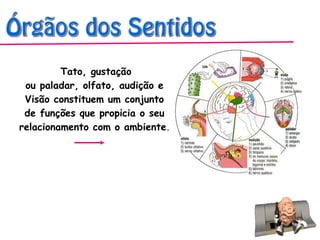Tato, gustação
ou paladar, olfato, audição e
Visão constituem um conjunto
de funções que propicia o seu
relacionamento com o ambiente.
 