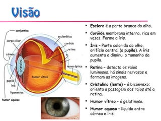  Esclera é a parte branca do olho.
 Coróide membrana interna, rica em
vasos. Forma a íris.
 Íris – Parte colorida do olho,
orifício central (a pupila). A íris
aumenta e diminui o tamanho da
pupila.
 Retina – detecta os raios
luminosos, há sinais nervosos e
formam as imagens.
 Cristalino (lente) – é biconvexo;
orienta a passagem dos raios até a
retina.
 Humor vítreo – é gelatinoso.
 Humor aquoso – líquido entre
córnea e íris.
humor aquoso
conjuntiva
 