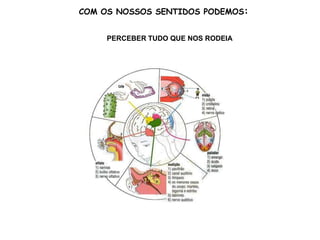 COM OS NOSSOS SENTIDOS PODEMOS:
PERCEBER TUDO QUE NOS RODEIA
 