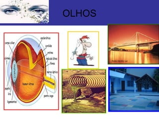 OLHOS
 