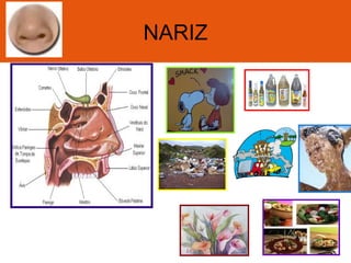 NARIZ
 