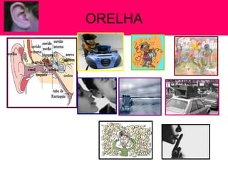 ORELHA
 