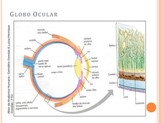 GLOBO OCULAR
 