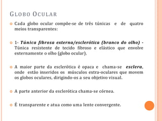 GLOBO OCULAR
 Cada globo ocular compõe-se de três túnicas e de quatro
meios transparentes:
 1- Túnica fibrosa externa/esclerótica (branco do olho) -
Túnica resistente de tecido fibroso e elástico que envolve
externamente o olho (globo ocular).
 A maior parte da esclerótica é opaca e chama-se esclera,
onde estão inseridos os músculos extra-oculares que movem
os globos oculares, dirigindo-os a seu objetivo visual.
 A parte anterior da esclerótica chama-se córnea.
 É transparente e atua como uma lente convergente.
 