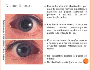 GLOBO OCULAR  Em ambientes mal iluminados, por
ação do sistema nervoso simpático, o
diâmetro da pupila aumenta e
permite a entrada de maior
quantidade de luz.
 Em locais muito claros, a ação do
sistema nervoso parassimpático
acarreta diminuição do diâmetro da
pupila e da entrada de luz.
 Esse mecanismo evita o ofuscamento
e impede que a luz em excesso lese as
delicadas células fotossensíveis da
retina.
 Na penumbra (acima) a pupila se
dilata;
 Na claridade (abaixo), ela se contrai.
 