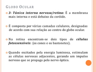 GLOBO OCULAR
 3- Túnica interna nervosa/retina: É a membrana
mais interna e está debaixo da coróide.
 É composta por várias camadas celulares, designadas
de acordo com sua relação ao centro do globo ocular.
 Na retina encontram-se dois tipos de células
fotossensíveis: (os cones e os bastonetes).
 Quando excitados pela energia luminosa, estimulam
as células nervosas adjacentes, gerando um impulso
nervoso que se propaga pelo nervo óptico.
 