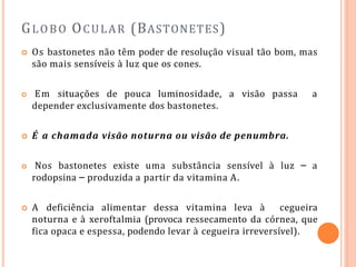 GLOBO OCULAR (BASTONETES)
 Os bastonetes não têm poder de resolução visual tão bom, mas
são mais sensíveis à luz que os cones.
 Em situações de pouca luminosidade, a visão passa a
depender exclusivamente dos bastonetes.
 É a chamada visão noturna ou visão de penumbra.
 Nos bastonetes existe uma substância sensível à luz – a
rodopsina – produzida a partir da vitamina A.
 A deficiência alimentar dessa vitamina leva à cegueira
noturna e à xeroftalmia (provoca ressecamento da córnea, que
fica opaca e espessa, podendo levar à cegueira irreversível).
 