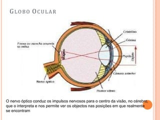 GLOBO OCULAR
O nervo óptico conduz os impulsos nervosos para o centro da visão, no cérebro,
que o interpreta e nos permite ver os objectos nas posições em que realmente
se encontram
 