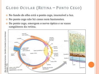 GLOBO OCULAR (RETINA – PONTO CEGO)
 No fundo do olho está o ponto cego, insensível a luz.
 No ponto cego não há cones nem bastonetes.
 Do ponto cego, emergem o nervo óptico e os vasos
sangüíneos da retina.
 