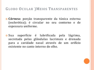 GLOBO OCULAR )MEIOS TRANSPARENTES
 Córnea: porção transparente da túnica externa
(esclerótica); é circular no seu contorno e de
espessura uniforme.
 Sua superfície é lubrificada pela lágrima,
secretada pelas glândulas lacrimais e drenada
para a cavidade nasal através de um orifício
existente no canto interno do olho.
 