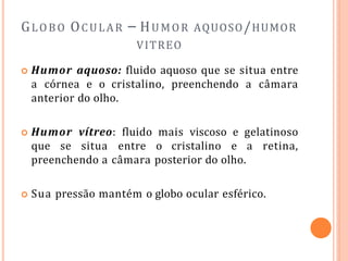 GLOBO OCULAR – HUMOR AQUOSO/HUMOR
VITREO
 Humor aquoso: fluido aquoso que se situa entre
a córnea e o cristalino, preenchendo a câmara
anterior do olho.
 Humor vítreo: fluido mais viscoso e gelatinoso
que se situa entre o cristalino e a retina,
preenchendo a câmara posterior do olho.
 Sua pressão mantém o globo ocular esférico.
 
