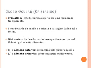 GLOBO OCULAR (CRISTALINO)
 Cristalino: lente biconvexa coberta por uma membrana
transparente.
 Situa-se atrás da pupila e e orienta a passagem da luz até a
retina.
 Divide o interior do olho em dois compartimentos contendo
fluidos ligeiramente diferentes:
 (1) a câmara anterior, preenchida pelo humor aquoso e
 (2) a câmara posterior, preenchida pelo humor vítreo.
 