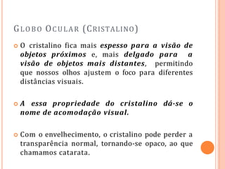 GLOBO OCULAR (CRISTALINO)
 O cristalino fica mais espesso para a visão de
objetos próximos e, mais delgado para a
visão de objetos mais distantes, permitindo
que nossos olhos ajustem o foco para diferentes
distâncias visuais.
 A essa propriedade do cristalino dá-se o
nome de acomodação visual.
 Com o envelhecimento, o cristalino pode perder a
transparência normal, tornando-se opaco, ao que
chamamos catarata.
 
