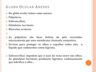 GLOBO OCULAR ANEXOS
 No globo ocular temos como anexos:
 Pálpebras,
 Sobrancelhas,
 Glândulas lacrimais
 Músculos oculares.

 As pálpebras são duas dobras de pele revestidas
internamente por uma membrana chamada conjuntiva.
 Servem para proteger os olhos e espalhar sobre eles o
líquido que conhecemos como lágrima.
 Sobrancelhas impedem que o suor da testa entre nos olhos.
As glândulas lacrimais produzem lágrimas continuamente
que lubrifica o olho…
 