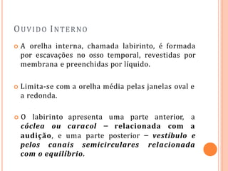 OUVIDO INTERNO
 A orelha interna, chamada labirinto, é formada
por escavações no osso temporal, revestidas por
membrana e preenchidas por líquido.
 Limita-se com a orelha média pelas janelas oval e
a redonda.
 O labirinto
cóclea ou
apresenta uma parte anterior, a
caracol – relacionada com a
audição, e uma parte posterior – vestíbulo e
pelos canais semicirculares relacionada
com o equilíbrio.
 