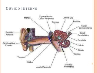 OUVIDO INTERNO
 