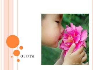 OLFATO
 