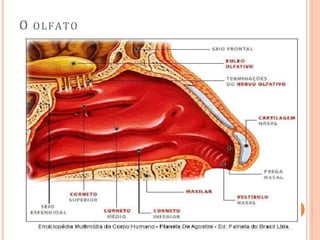 O OLFATO
 