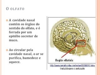 O OLFATO
 A cavidade nasal
contém os órgãos do
sentido do olfato, e é
forrada por um
epitélio secretor de
muco.
 Ao circular pela
cavidade nasal, o ar se
purifica, humedece e
aquece.
 