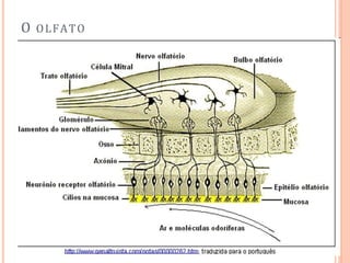 O OLFATO
 