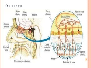 O OLFATO
 