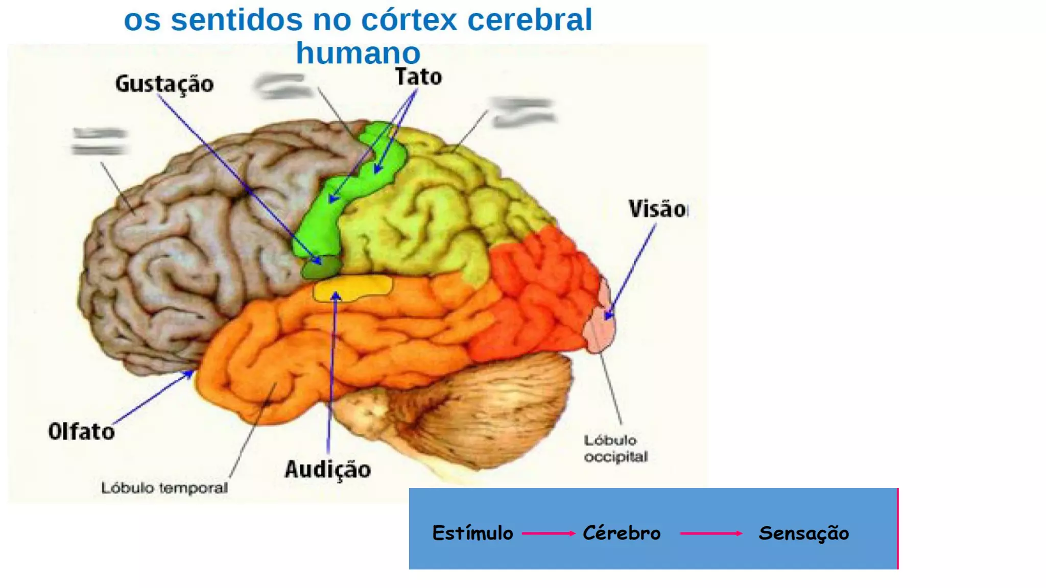 orgãos dos sentidos do corpo humano.pdf