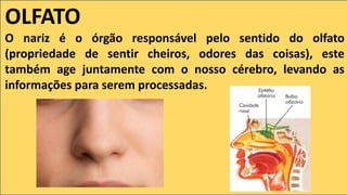 OLFATO
O nariz é o órgão responsável pelo sentido do olfato
(propriedade de sentir cheiros, odores das coisas), este
também age juntamente com o nosso cérebro, levando as
informações para serem processadas.
 