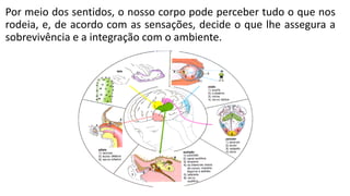 Por meio dos sentidos, o nosso corpo pode perceber tudo o que nos
rodeia, e, de acordo com as sensações, decide o que lhe assegura a
sobrevivência e a integração com o ambiente.
 