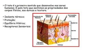 orgãos dos sentidos do corpo humano.pdf