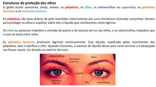 Estruturas de proteção dos olhos
O globo ocular apresenta, ainda, anexos: as pálpebras, os cílios, as sobrancelhas ou supercílios, as glândulas
lacrimais e os músculos oculares.
As pálpebras são duas dobras de pele revestidas internamente por uma membrana chamada conjuntiva. Servem
para proteger os olhos e espalhar sobre eles o líquido que conhecemos como lágrima.
Os cílios ou pestanas impedem a entrada de poeira e de excesso de luz nos olhos, e as sobrancelhas impedem que
o suor da testa entre neles.
As glândulas lacrimais produzem lágrimas continuamente. Esse líquido, espalhado pelos movimentos das
pálpebras, lava e lubrifica o olho. Quando choramos, o excesso de líquido desce pelo canal lacrimal e é despejado
nas fossas nasais, em direção ao exterior do nariz.
 
