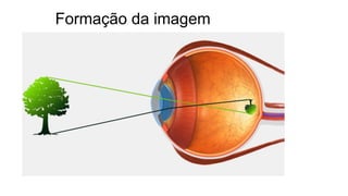 Formação da imagem
 